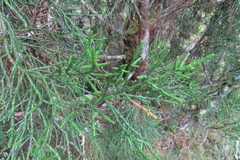 Athrotaxis cupressoides