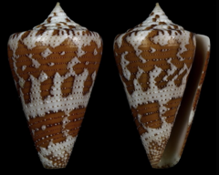 Conus dominicanus