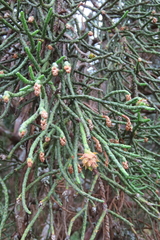 Athrotaxis cupressoides