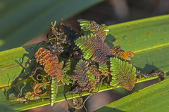 Azolla pinnata