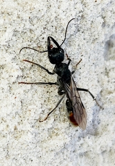 Myrmecia mandibularis