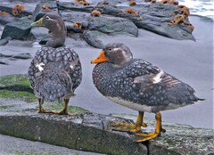 Tachyeres brachypterus