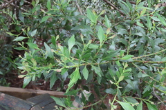 Phyllocladus aspleniifolius