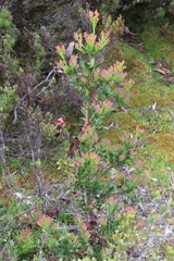 Phyllocladus aspleniifolius