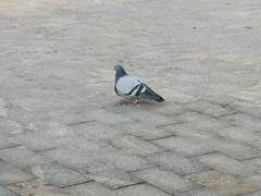 Columba livia domestica
