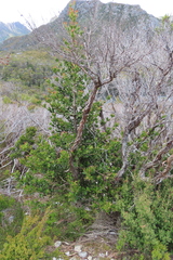Phyllocladus aspleniifolius