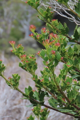 Phyllocladus aspleniifolius