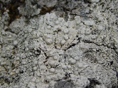 Pertusaria paratuberculifera