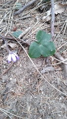 Hepatica nobilis