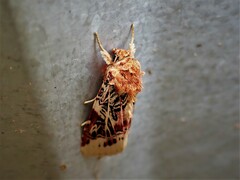 Spodoptera picta
