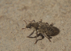 Microlarinus lareynii