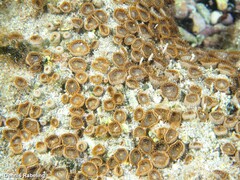 Palythoa grandiflora