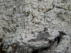 Pertusaria paratuberculifera
