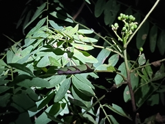 Papilionidae