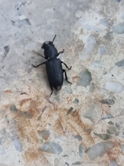 Spondylis buprestoides