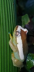 Hyperolius tanneri