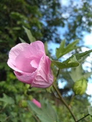 Hibiscus striatus