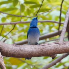 Hypothymis azurea oberholseri