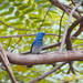 Taiwan Black-naped Monarch - Photo (c) Shang-Kwei Wang, some rights reserved (CC BY-NC), uploaded by Shang-Kwei Wang