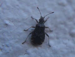 Aufeius impressicollis