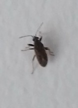 Heterogaster urticae