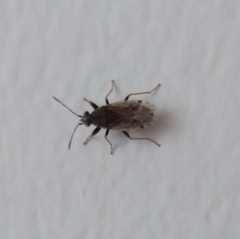 Heterogaster urticae