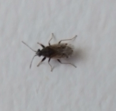 Heterogaster urticae