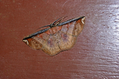 Thysanopyga carfinia