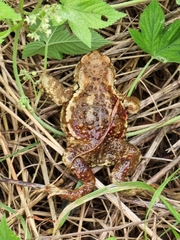 Bufo sachalinensis