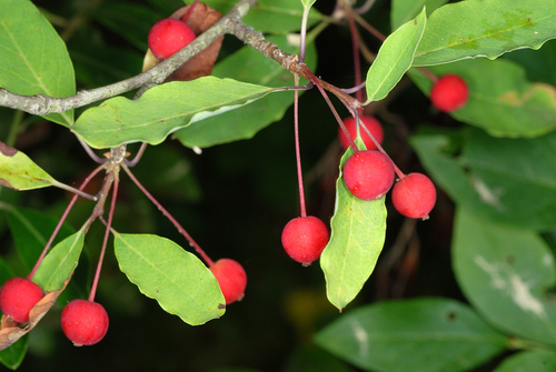 Mountain holly