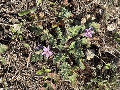 Erodium ciconium
