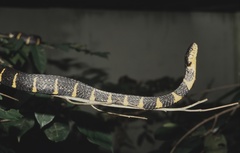 Boiga melanota