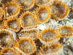 Palythoa grandiflora