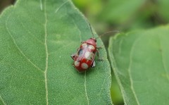 Omophoita sexnotata