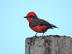 Pyrocephalus rubinus mexicanus
