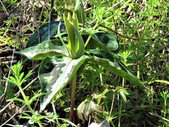 Trillium underwoodii
