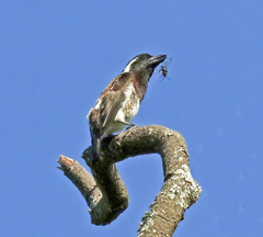 Stactolaema leucotis