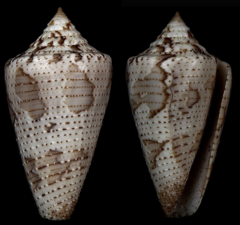 Conus dominicanus