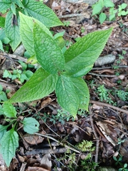 Chloranthus serratus