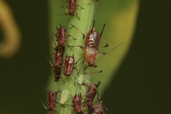 Uroleucon nigrotuberculatum