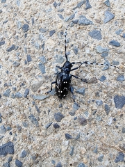 Anoplophora chinensis