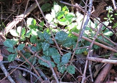 Pachysandra procumbens