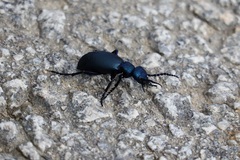 Meloe proscarabaeus