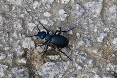 Meloe proscarabaeus