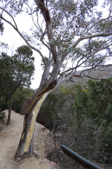 Eucalyptus subcrenulata