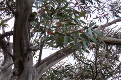 Eucalyptus subcrenulata