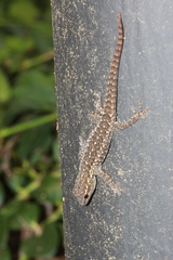 Lygodactylus angularis angularis