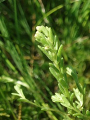 Sedum villosum