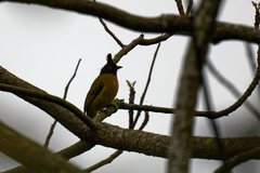 Rubigula flaviventris