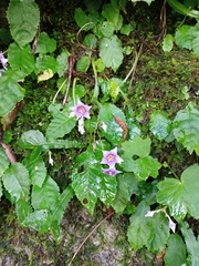 Conandron ramondioides